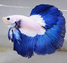 Habitat asli ikan cupang tersebar di seperti namanya, jenis ikan cupang halfmoon memiliki sirip dan ekor yang seolah menyatu. 9 Jenis Ikan Cupang Hias Yang Cantik Dan Elegan