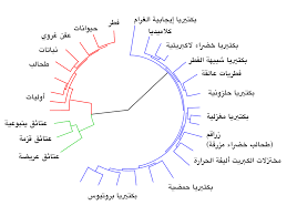 تطور الإنسان ويكيبيديا