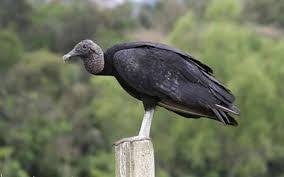 A Direitalha Em Transe E Agindo Como Urubu Pensar Piaui