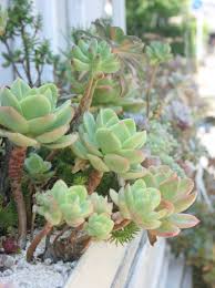 多肉植物の上手な育て方 コツとお手入れ 植え替え 寄せ植えを一挙紹介します Gardenstory ガーデンストーリー