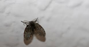 get rid of drain flies (sink flies