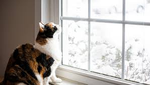 Get tips on training, raising and taking care of your cat with help from a small animal and exotic veterinarian in this free video series. Do Cats Get Cabin Fever In Winter