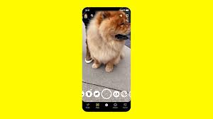 You Can Now Use Snapchat S Augmented Reality Camera To Identify Dog Breeds And Plant Species Snap Markets Insider