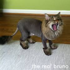 She does look extra cute with her little lion cut and she looks so much smaller too. Pin On Bruno The Spexton Cat