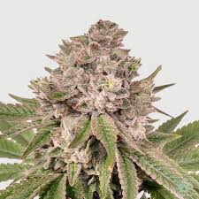 Gorilla glue #4 marijuana type: Gorilla Glue 4 Strain Grow