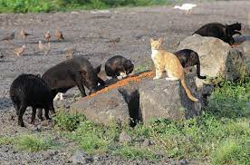 Despite exposure to these infectious agents, feral cats remain abundant throughout the hawaiian islands.1 the feral cats on mauna kea however, receive less exposure due to how spread out their population is because of the. Feral Cats Other Animals A Problem At Transfer Stations West Hawaii Today