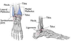 The mid to lateral aspect of the anterior portion of the collar bone is sometimes fractured by a seatbelt during a violent collision. Ankle Fractures Broken Ankle Orthoinfo Aaos