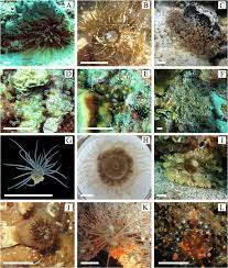 A Bartholomea Annulata B Exaiptasia Pallida C Laviactis Lucida D E Download Scientific Diagram #digsforeves added the genome of #exaiptasia pallida, a sea anemone model for coral symbiosis.