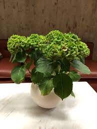 Muchonov On Twitter 親族の家に飾られてたアジサイの鉢植えがモロにアジサイ葉化病の症状を呈しており おそるおそる入手経路を聞いてみたら 新しくできた花屋で買ったんだけど わざわざ病気にして緑色にしてるんですって キレイでしょ と 虫媒性ウイルスを花卉