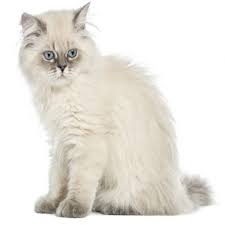 The british longhair cat is also known as the lowlander in netherlands and the usa, and as britanica in europe. Buy British Longhair Cats Online Pet Fiester