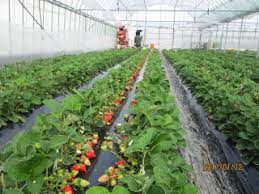 農家のお医者さん