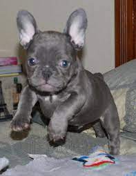Our goal is to create healthy and friendly puppies in arizona. French Bulldog Puppies For Sale In Tucson Arizona Classified Americanlisted Com