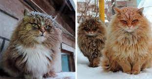 25 Fotografias De Gatos Tomadas En El Momento Exacto En 2021 Fotografia De Gatos Gatos Gato Siberiano