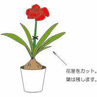 アマリリスの育て方 お手入れ方法 花のプロである生産者が教えます Wfs