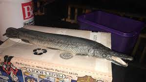 It is unique in appearance and falls into the category of a ray finned species. Alligator Gar Washes Up In Delaware County Pond