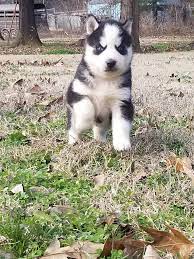 Husky puppy huskies puppies rottweiler puppies beautiful dogs animals beautiful. Siberian Husky For Sale Home Facebook