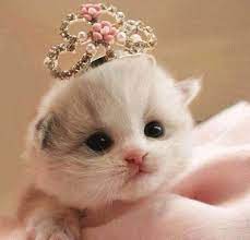 These adorable pets are simple to care for and make great companions. Photos Kittens So Precious It Hurts Kittens Cutest Cute Animals Cute Cats And Kittens