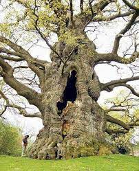 Alter Baum Photo D Arbre Arbres Remarquables Arbres Etranges
