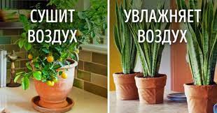 Vpityvaet Vlagu Chto Horosho Vpityvaet Vlagu Iz Vozduha Kak Izbavitsya Ot Syrosti Vlazhnosti I Ih Nepriyatnyh Posledstvij V Kvartire Ili Dome Nalichie Istochnikov Dopolnitelnoj Vlagi Arhitekturno Stroitelnyj Portal