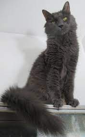 The russian blue cat is moderately active. Pin Auf Russian Blue Cats