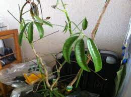 観葉植物が完全に枯れてしまいそうです いつも世話になっておりま ガーデニング 家庭菜園 教えて Goo