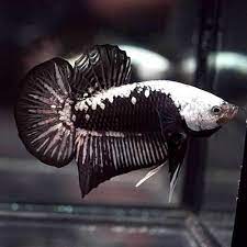 Beautiful pair of black dragon samurai bettabetta splendenfighting fish. Live Betta Fish Black Samurai Halfmoon Plakat Hmpk Male 165 Ikan Cupang Hewan Ikan