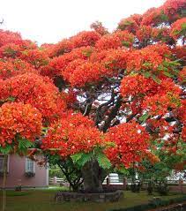 Ces 18 Arbres Sont Les Plus Extraordinaires De La Planete Arbre Fleuri Planter Des Arbres Arbres Remarquables