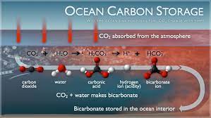 ocean carbon storage