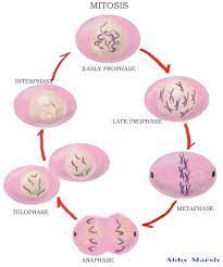 Interphase looks dormant but it is metabolically active stage. Cell Cycles Interphase Mitosis Cytokinesis Schoolworkhelper