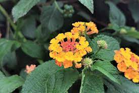 オレンジ色の花30選を季節ごとに紹介 木や雑草の名前もわかります Lovegreen ラブグリーン