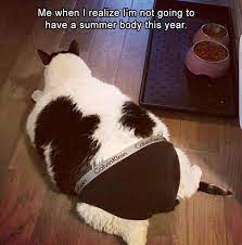 28 Hilarious And Funny Cat Memes That Are Cute Clean Laugh So Hard Causing others to laugh at clean funny pictures (i.e.
