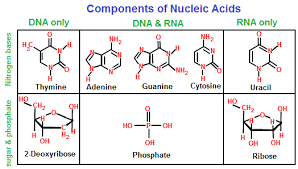 Nucleic Acids Are A Type Of Dna They Are Chains Of Smaller Subunits Nucleotides It Contains The Recipe For An Organism Biologie Rekenvaardigheid Wiskunde
