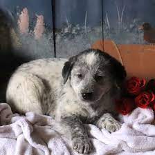 (c) 2001 a joint venture between so so def recordings and sony bmg music entertainment. Pin On Puppies For Sale