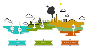 what are carbon sinks? sustainability