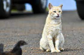 Find out how to care for litters of stray and feral kittens here. Feral Cats Make Invasive Species List The Garden Island