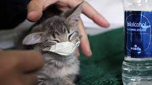 Rabbits may also carry myxomatosis, a type of pox that only affects rabbits. What S The Risk That Animals Will Spread The Coronavirus