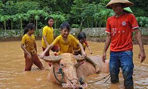 Tempat wisata seperti museum bisa dijadikan pilihan untuk mengajak anak bermain sambil belajar. Mengenal Dunia Ternak Di D Kandang Amazing Farm Wisata Pulau Jawa