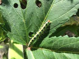 オクラの葉を食べる毛虫 お家が一番