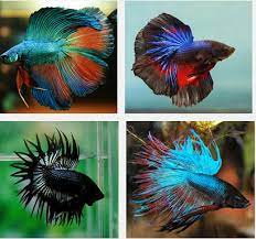 Dalam dunia ikan, khususnya para pehobi ikan cupang, bahwa ikan cupang memiliki dua jenis ikan cupang yaitu cupang hias dan cupang adu. Jenis Jenis Ikan Cupang Hias Terbaik Dan Harganya