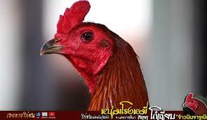 Ayam bangkok memang sudah terkenal dengan keunggulannya. 85 Gambar Ayam Ninja Gambar Pixabay