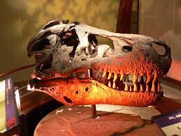 Dinosaur Skulls Tyrannosaurus Dinosaur Fossils
