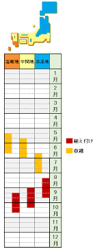らっきょうの栽培方法 育て方 植えっぱなしで収穫したら あぐりみち