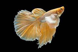 Many times because they are not well educated. Types Of Betta Fish 2021 Which Is The Perfect One For You Fishkeeping World