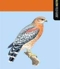 Birds Of North Carolina Pdf Field Guide North Carolina Carolina