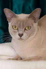 Natmac burmese, available burmese kittens, pedigree burmese cats. The Burmese Cat Burmese Cat Club