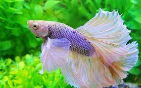 Ikan cupang merupakan salah satu jenis ikan hias yang hidup di air tawar, di mana ikan ini sendiri terkenal akan kecantikan warnanya dan ekor yang mempunyai kesan seperti kipas. Mau Ikut Kontes Ikan Cupang Ini Kriteria Yang Harus Diperhatikan Okezone Lifestyle