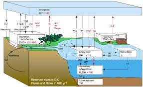 carbon sinks absorb the extra co2