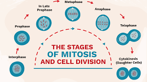 It is the stage in which the cell is growing in size and replicating its dna in preparation for division. The Stages Of Mitosis And Cell Division