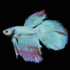 Once it succumbs to illness, it becomes less. Longfin Dragon Scale Mixed Color Male Betta Tropical Fish For Freshwater Aquariums
