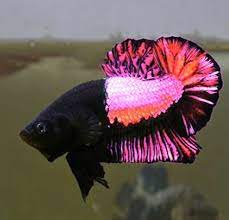Plakats can sometimes be mistaken for female betta fish, but. The Black Pink Plakat Betta Fish Betta Fish Types Betta Fish Betta Fish Tank